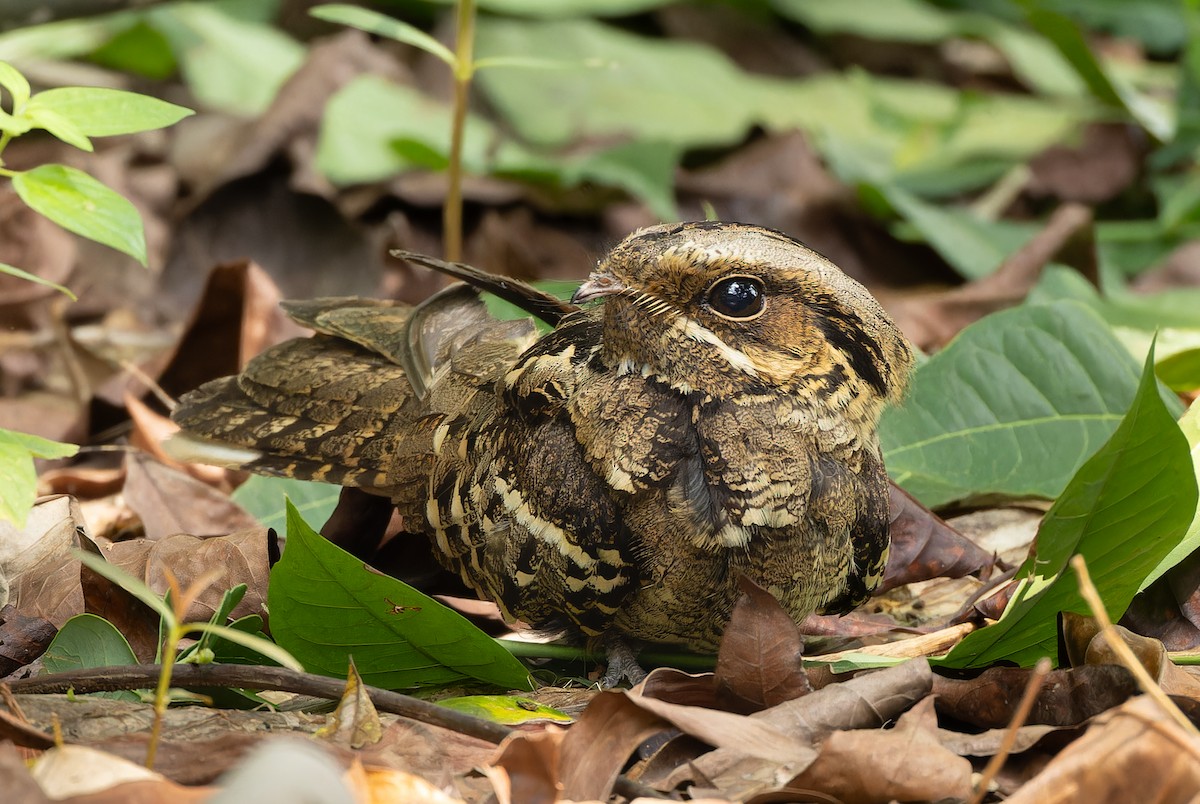 Large-tailed Nightjar - ML657076052