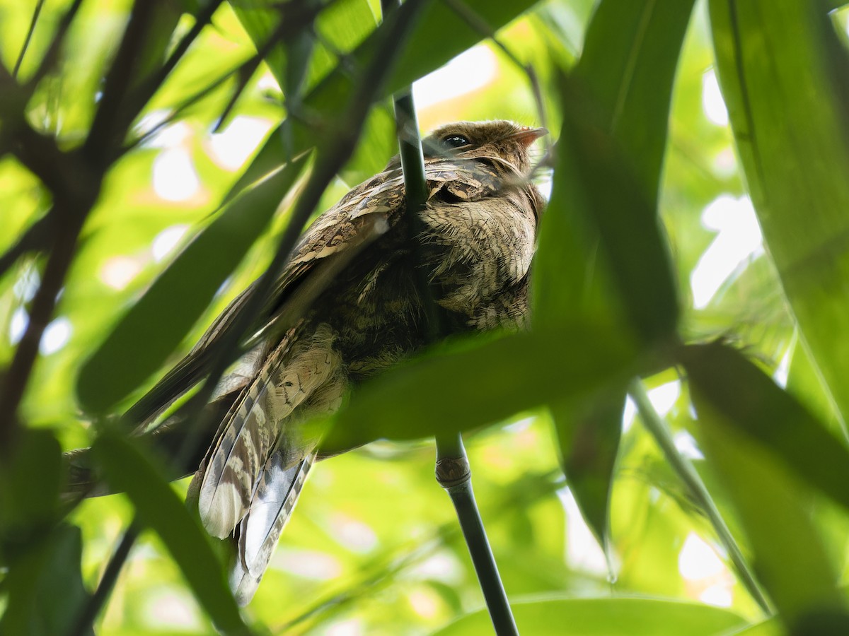 Large-tailed Nightjar - ML657076061