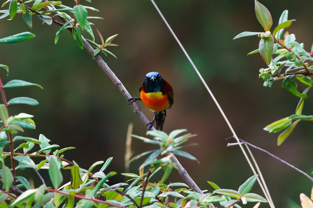Green-tailed Sunbird (Doi Inthanon) - ML657076395
