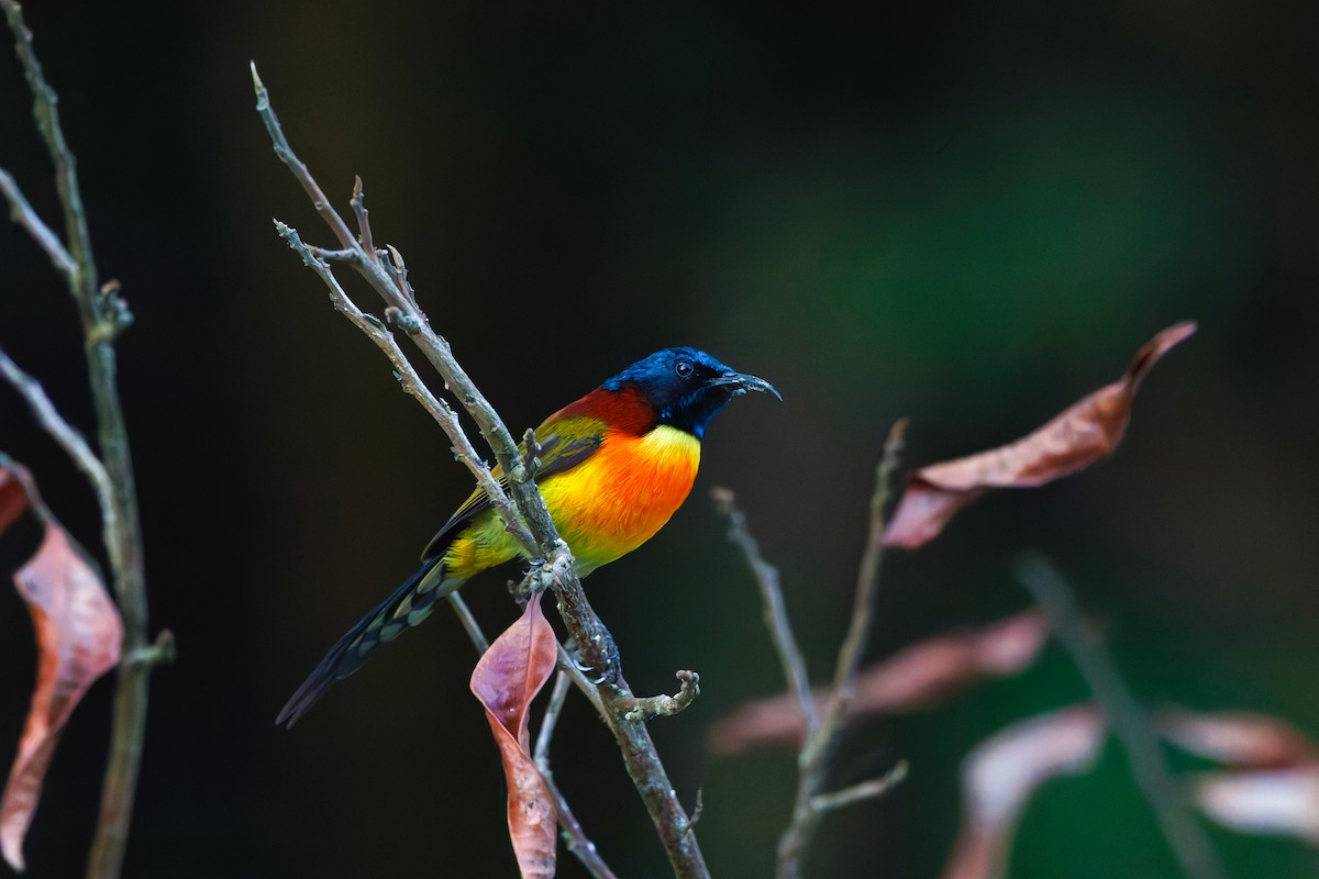 Green-tailed Sunbird (Doi Inthanon) - ML657076397