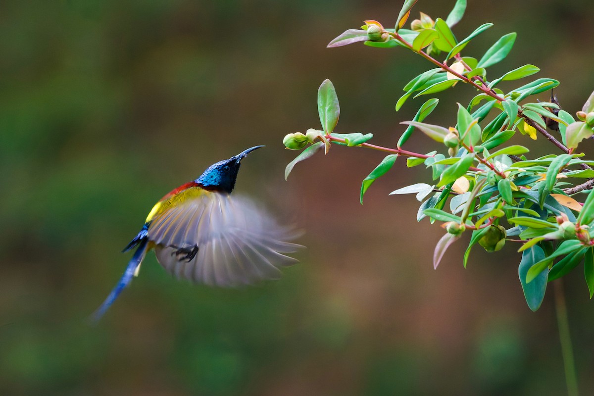 Green-tailed Sunbird (Doi Inthanon) - ML657076398