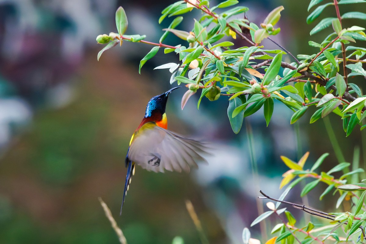 Green-tailed Sunbird (Doi Inthanon) - ML657076399