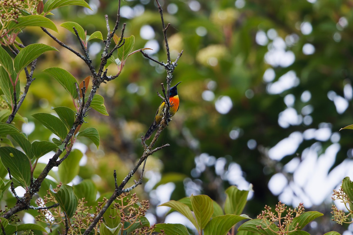 Green-tailed Sunbird (Doi Inthanon) - ML657076400