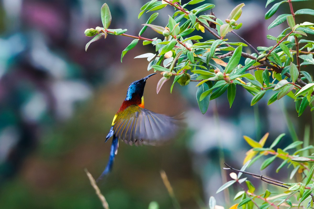 Green-tailed Sunbird (Doi Inthanon) - ML657076401