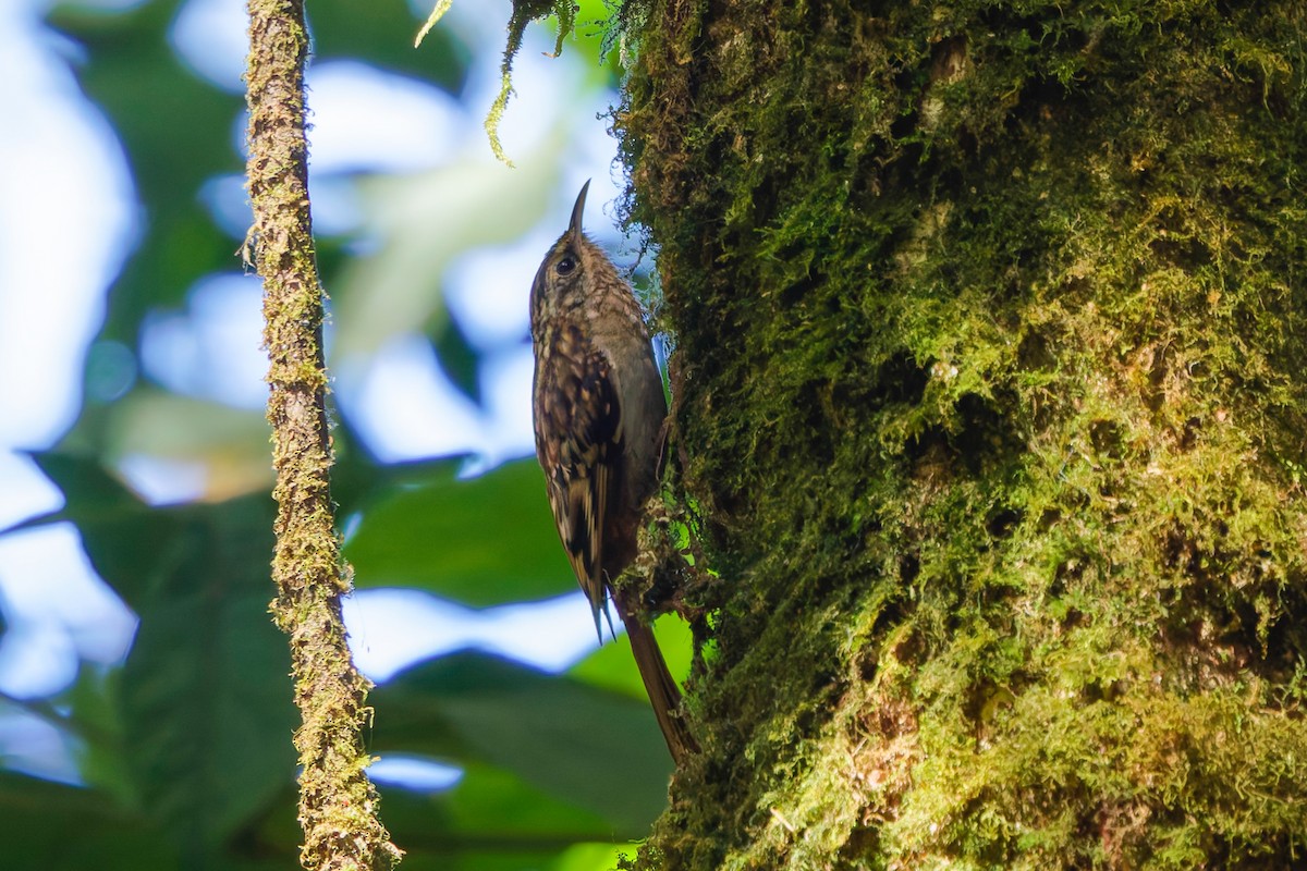 Hume's Treecreeper - ML657076561