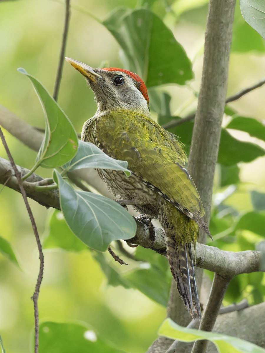 Streak-throated Woodpecker - ML657076599