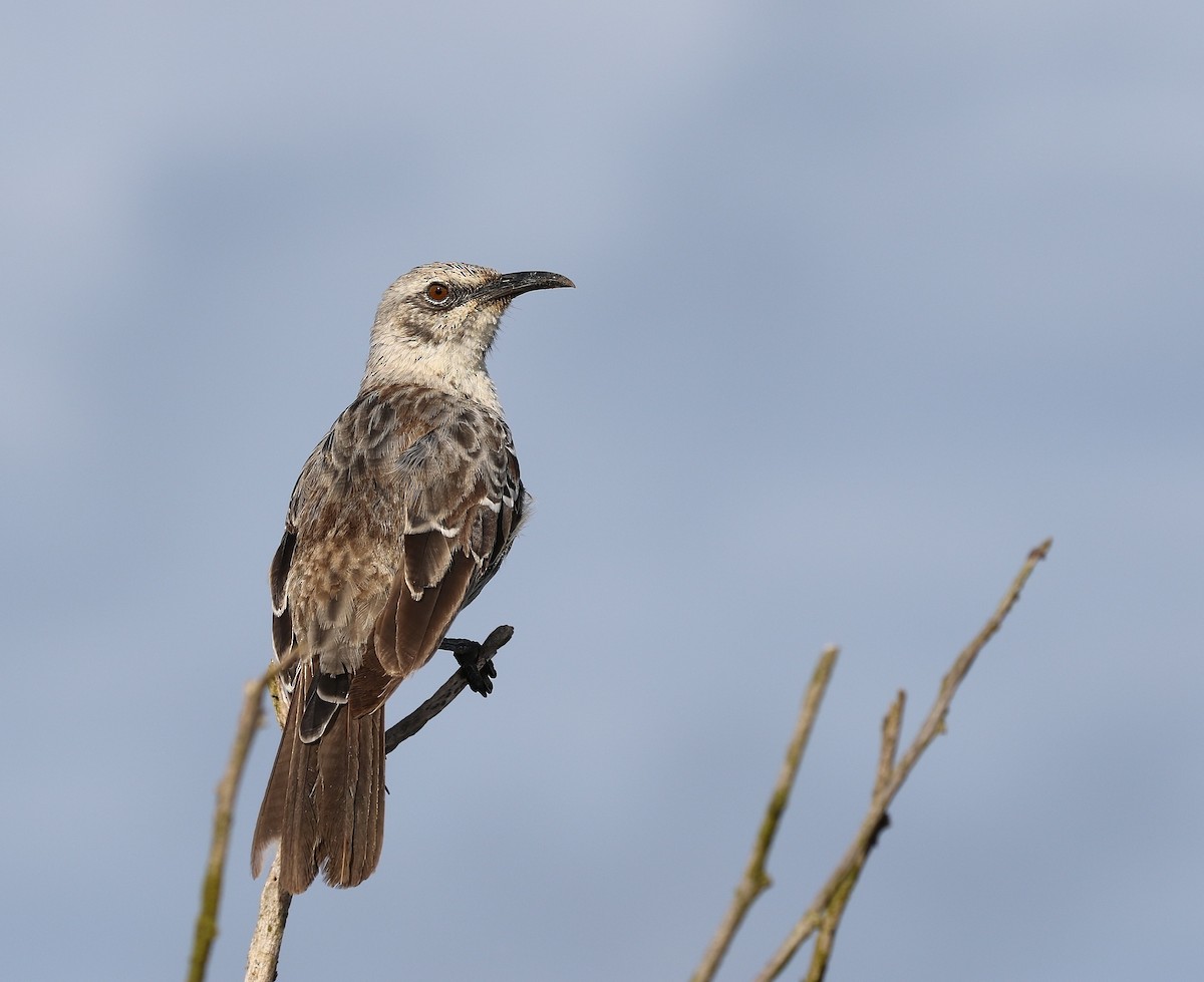 Sinsonte de Isla Española - ML657076881