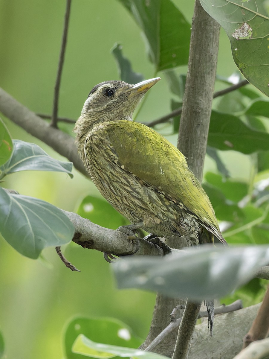 Streak-throated Woodpecker - ML657077046