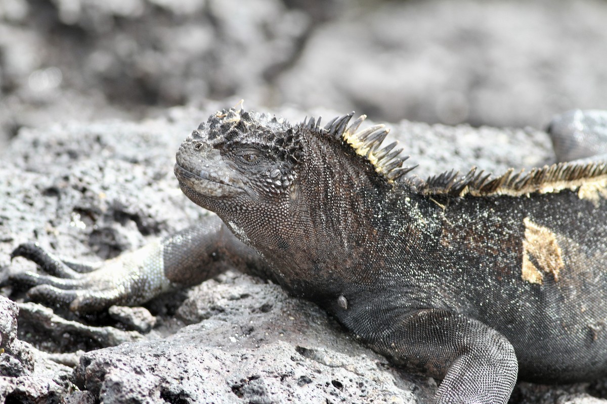 San Cristóbal Marine Iguana - ML657077415