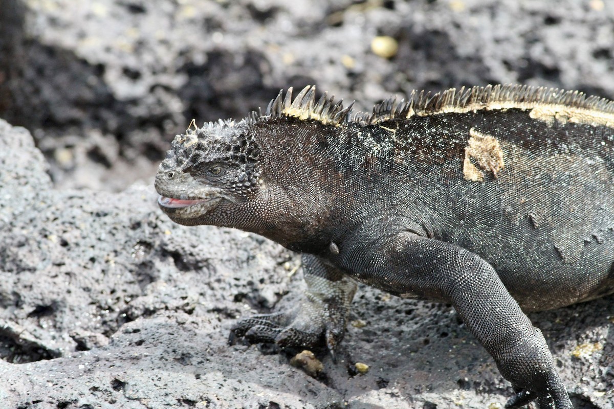 San Cristóbal Marine Iguana - ML657077416