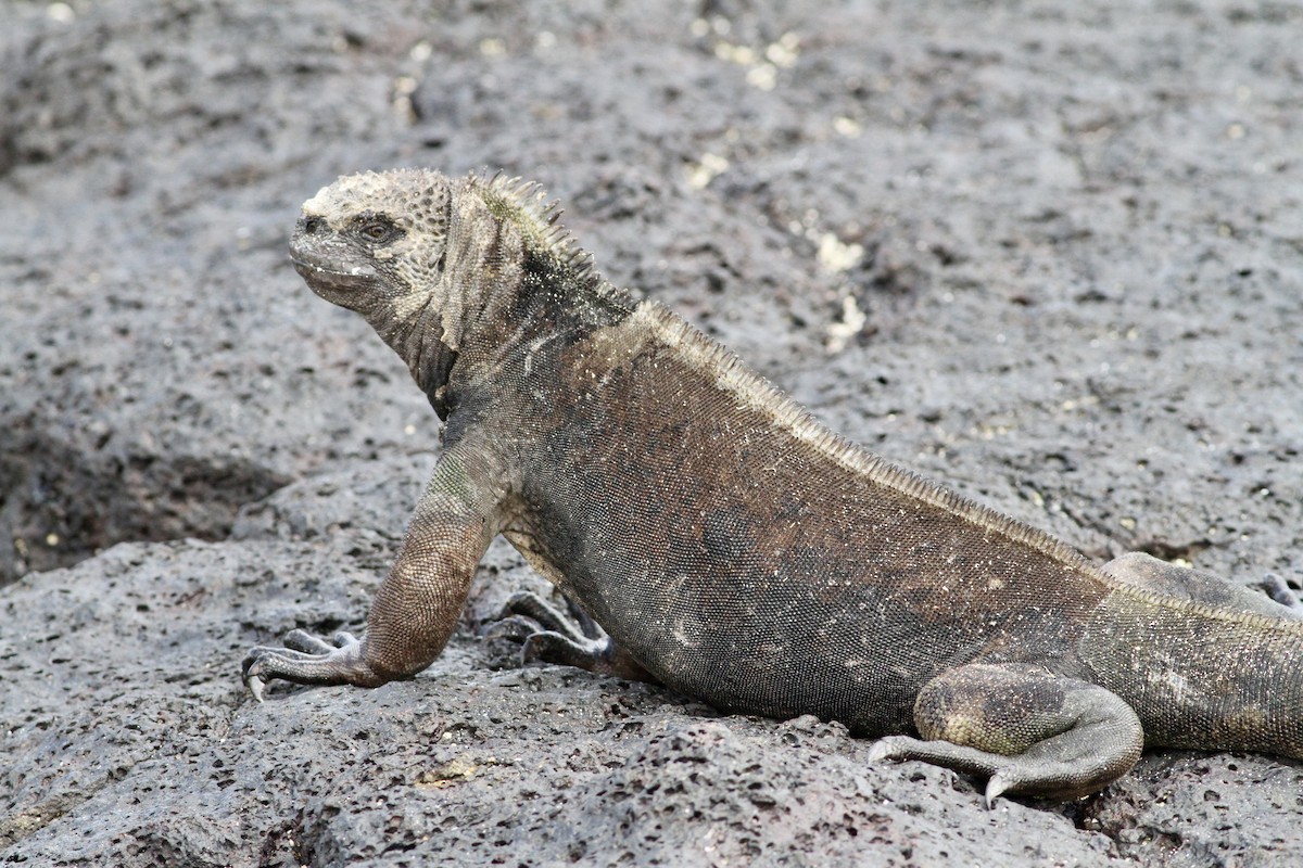 San Cristóbal Marine Iguana - ML657077418