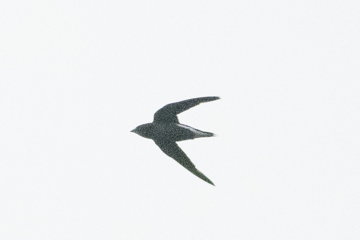 Brown-backed Needletail - ML657077423