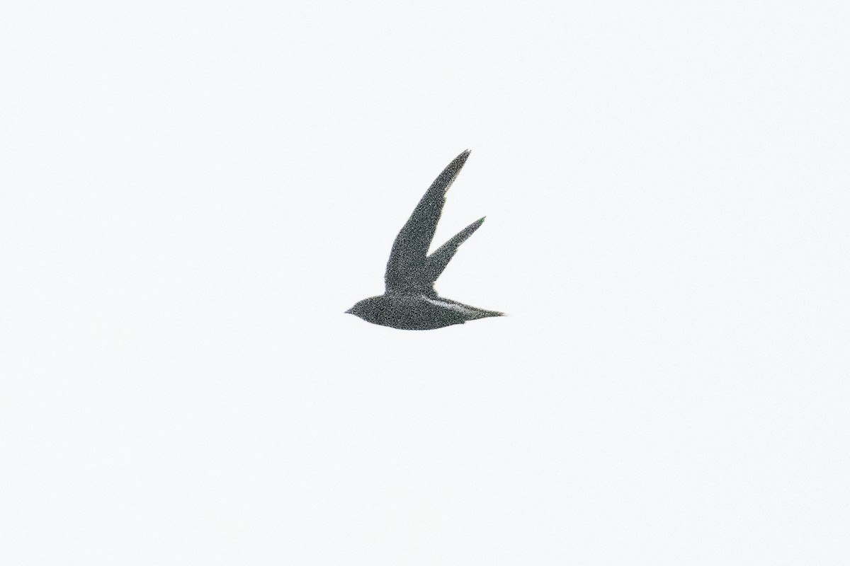 Brown-backed Needletail - ML657077424