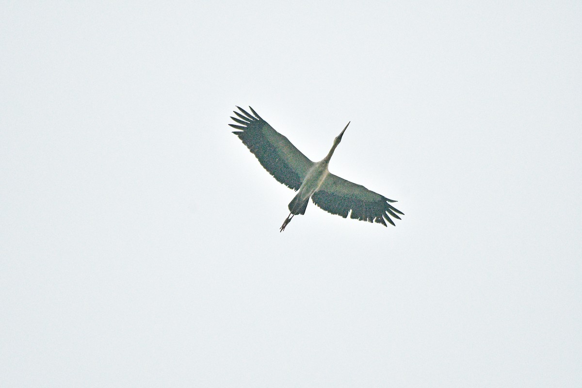 Asian Openbill - ML657077433