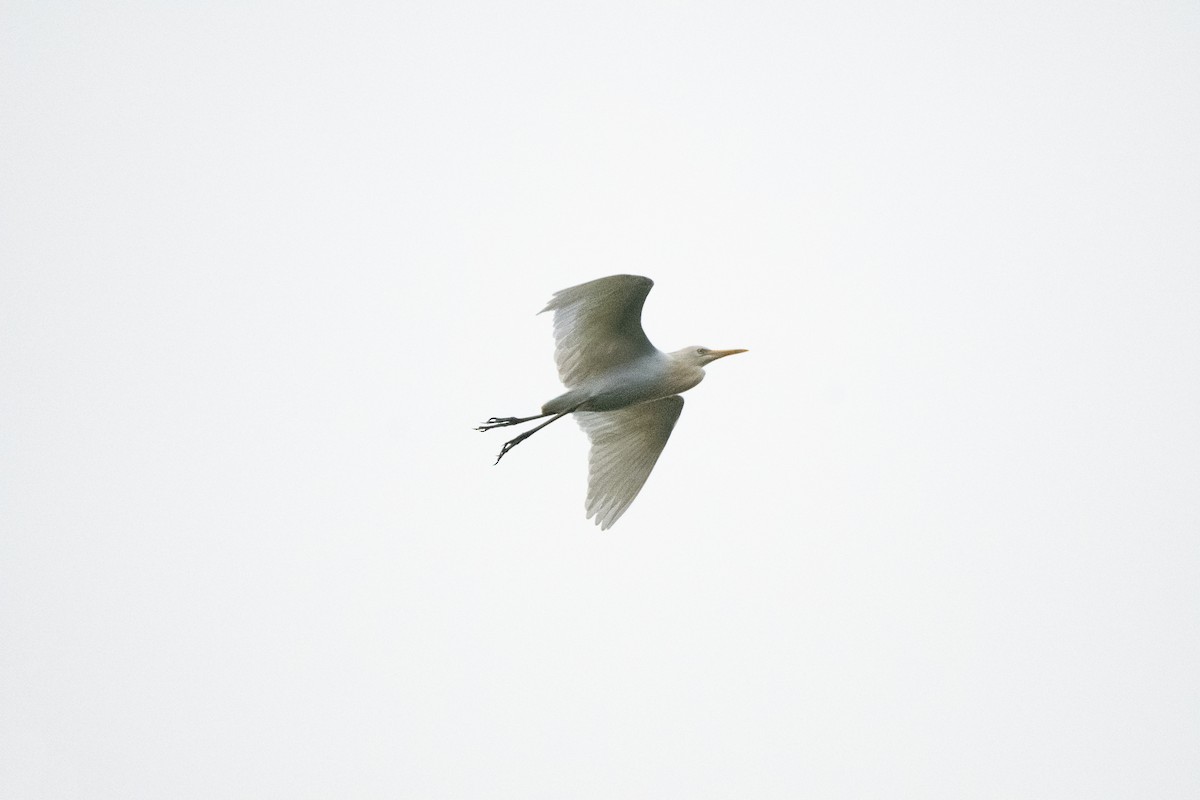 Eastern Cattle-Egret - ML657077443