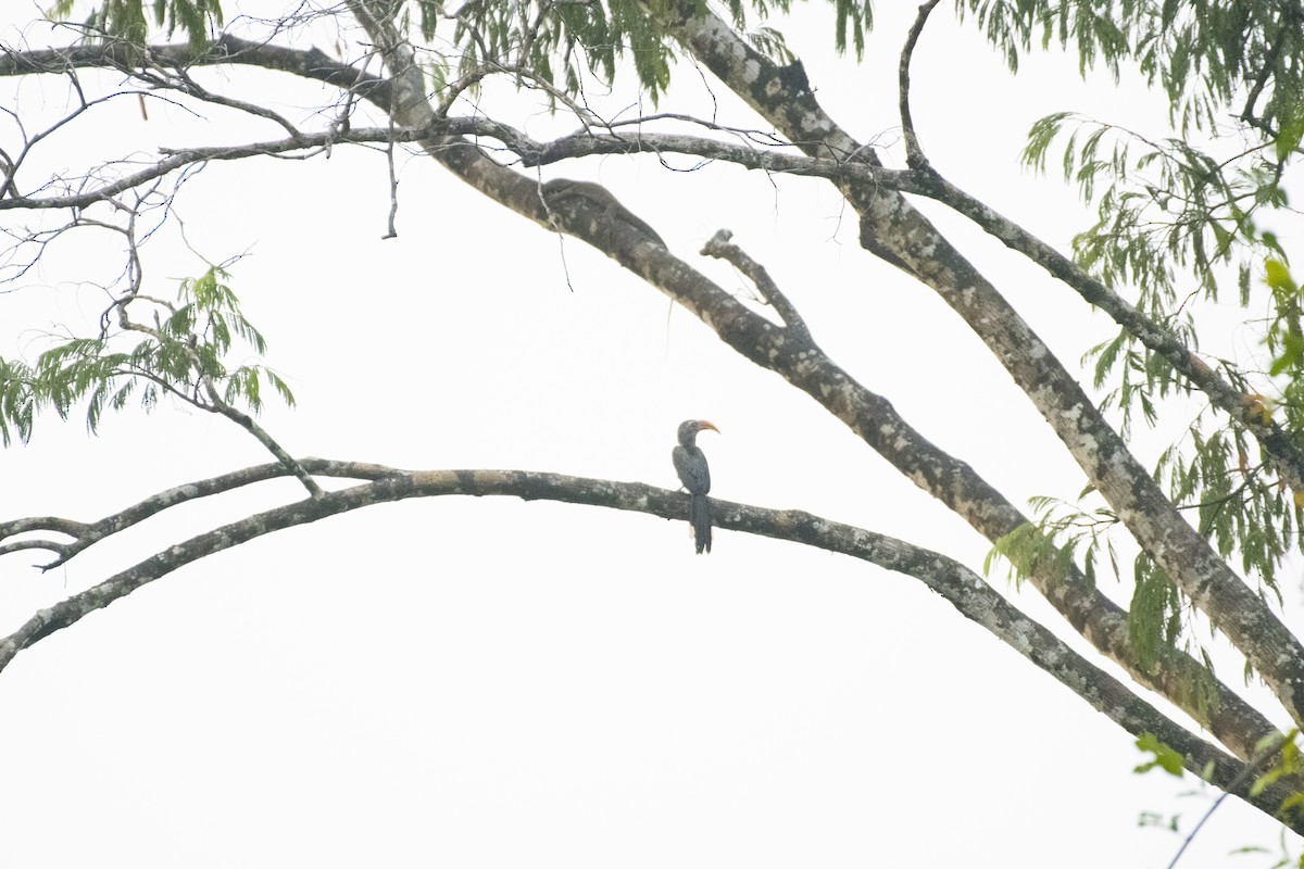 Malabar Gray Hornbill - ML657077454
