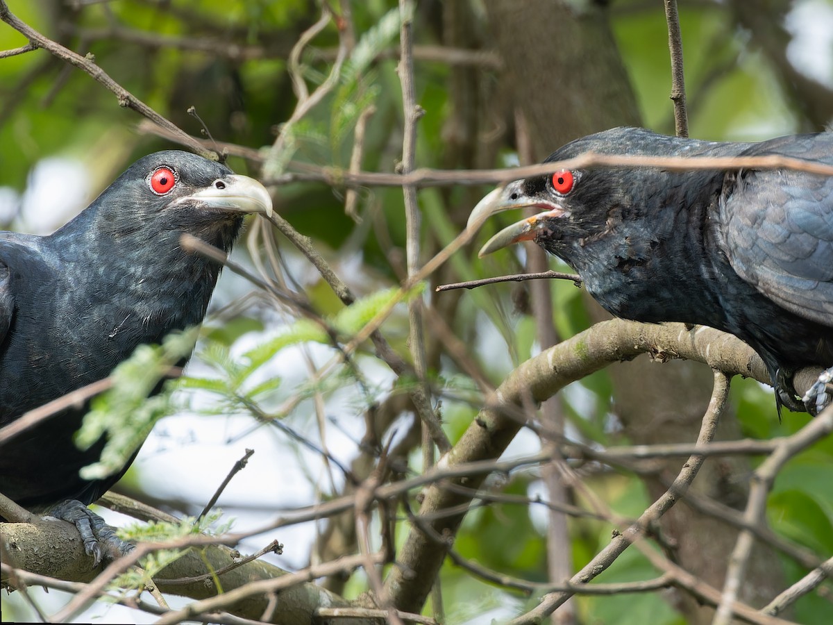 Asian Koel - ML657077737