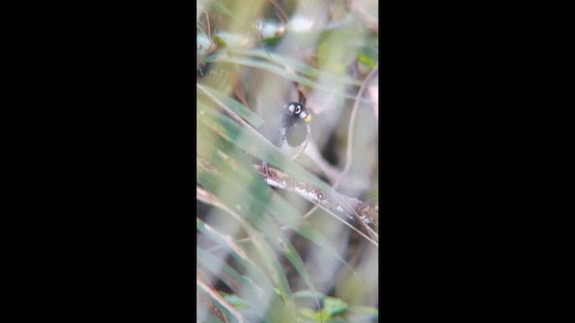 White-eared Ground-Sparrow - ML657078001