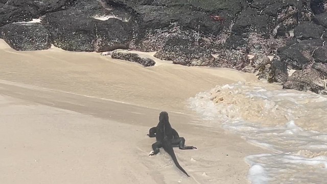 San Cristóbal Marine Iguana - ML657078202