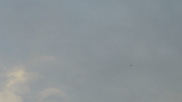 Cliff Swallow - ML657078512