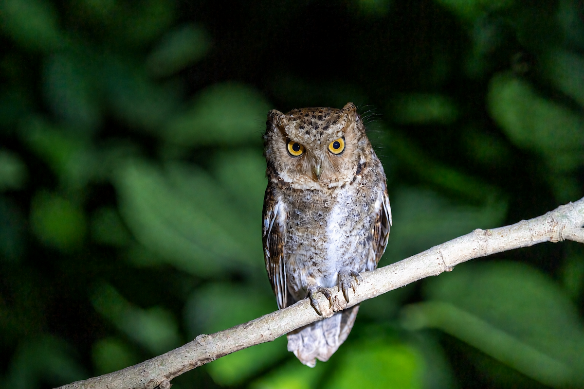 Mountain Scops-Owl - ML657079750