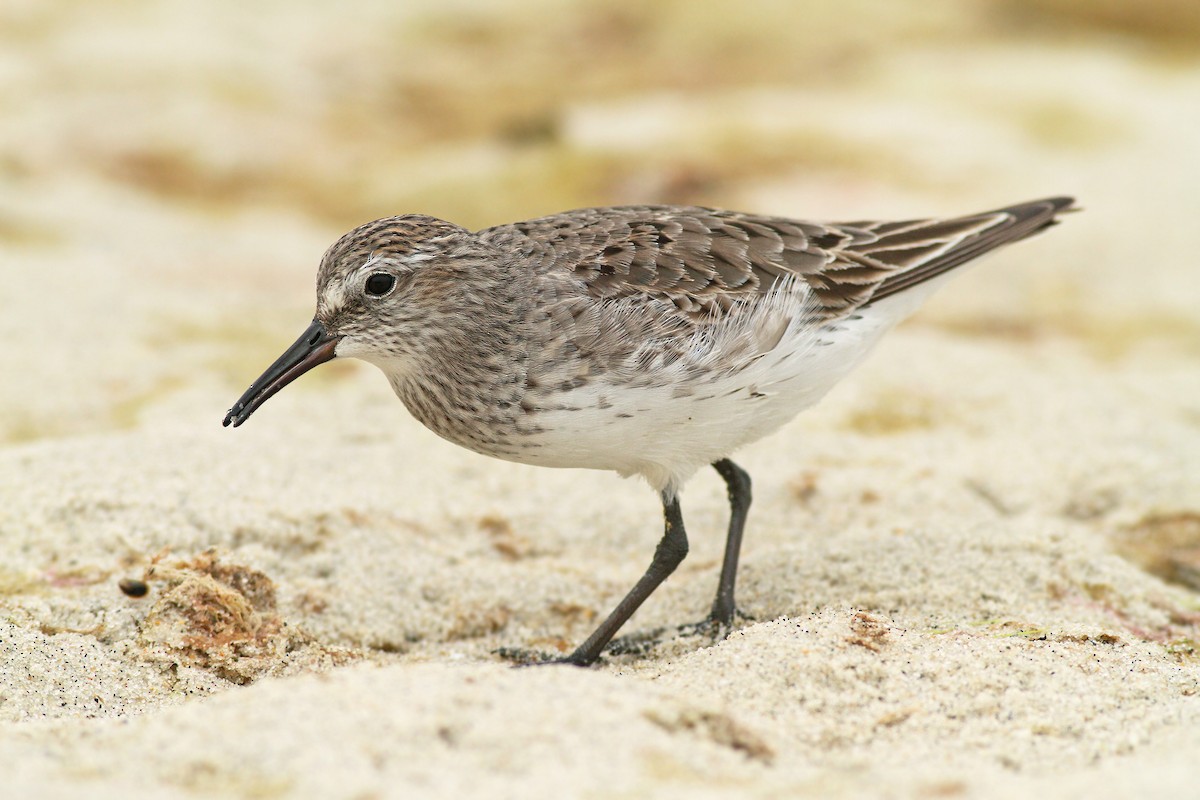 White-rumped Sandpiper - Jeremiah Trimble