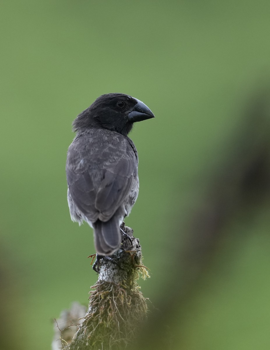 Pinzón de Darwin Picomediano - ML657080121