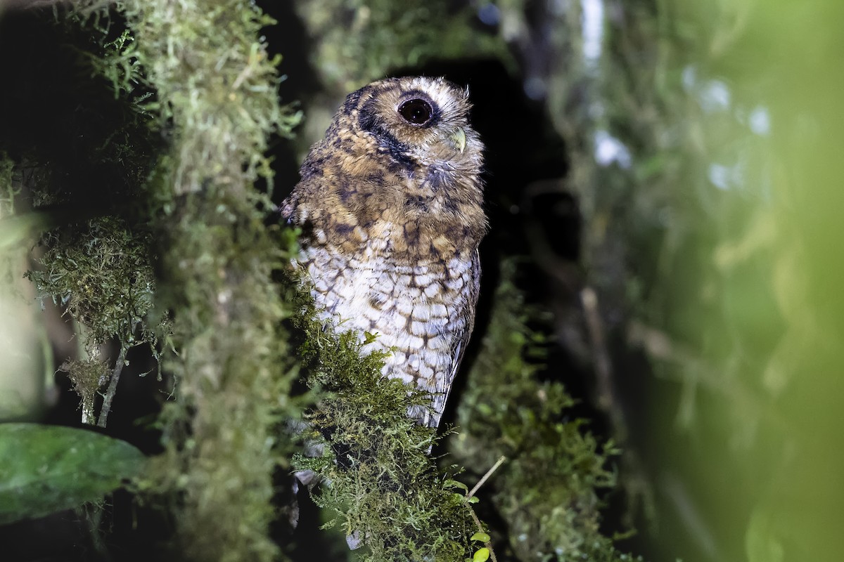 Cloud-forest Screech-Owl - ML657080599