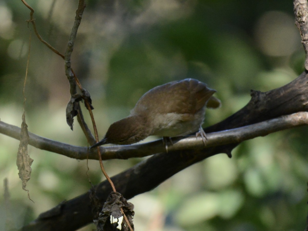 Terrestrial Brownbul - ML657080741
