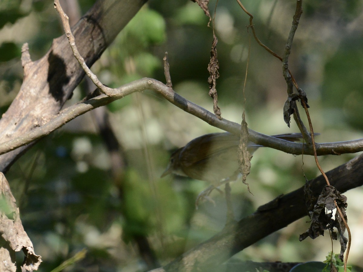 Terrestrial Brownbul - ML657080742