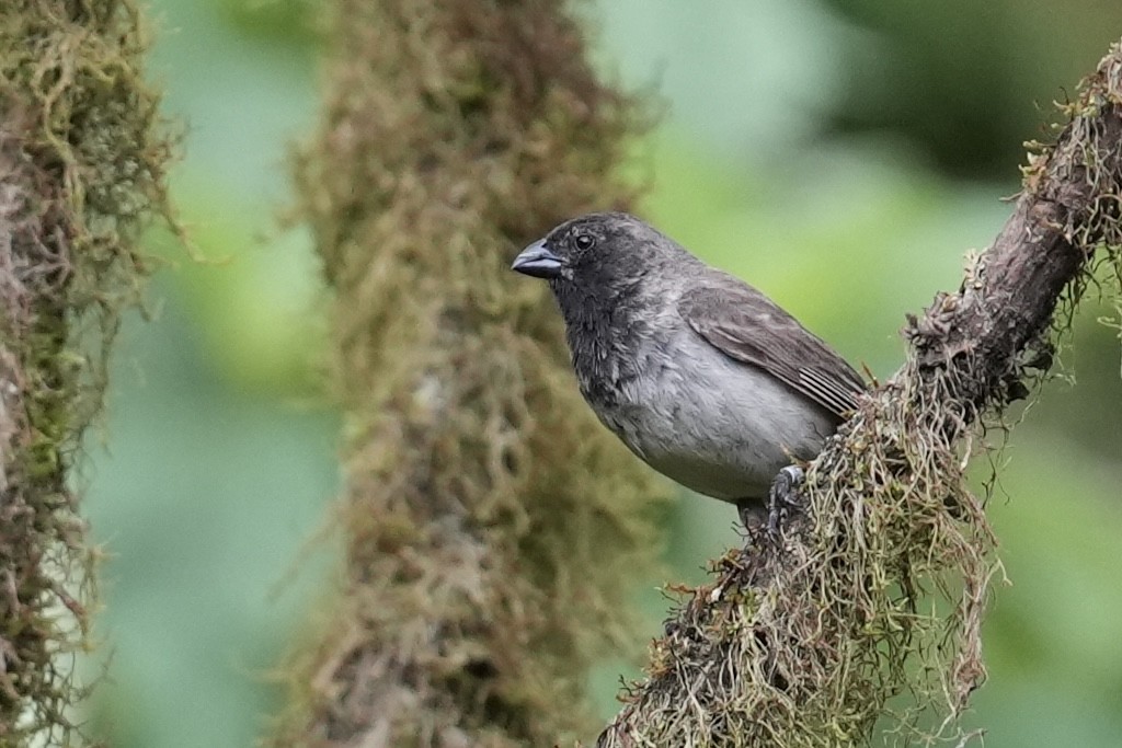 Pinzón de Darwin Chico - ML657081022