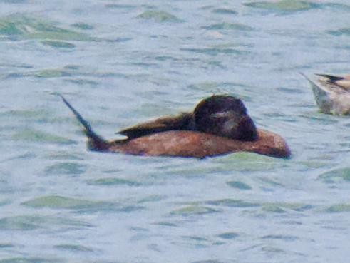 Maccoa Duck - ML657081606
