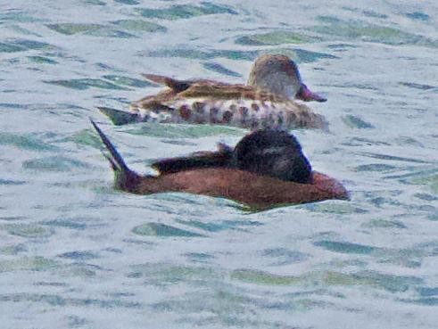 Maccoa Duck - ML657081607
