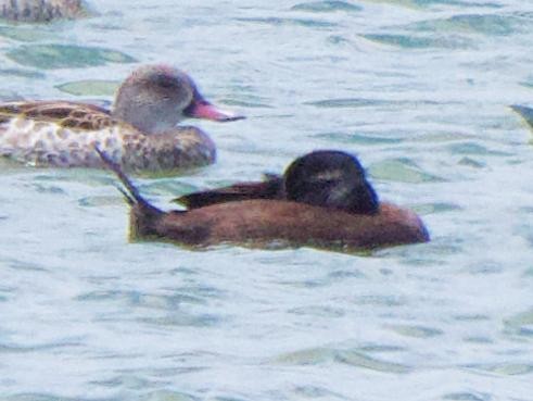 Maccoa Duck - ML657081608