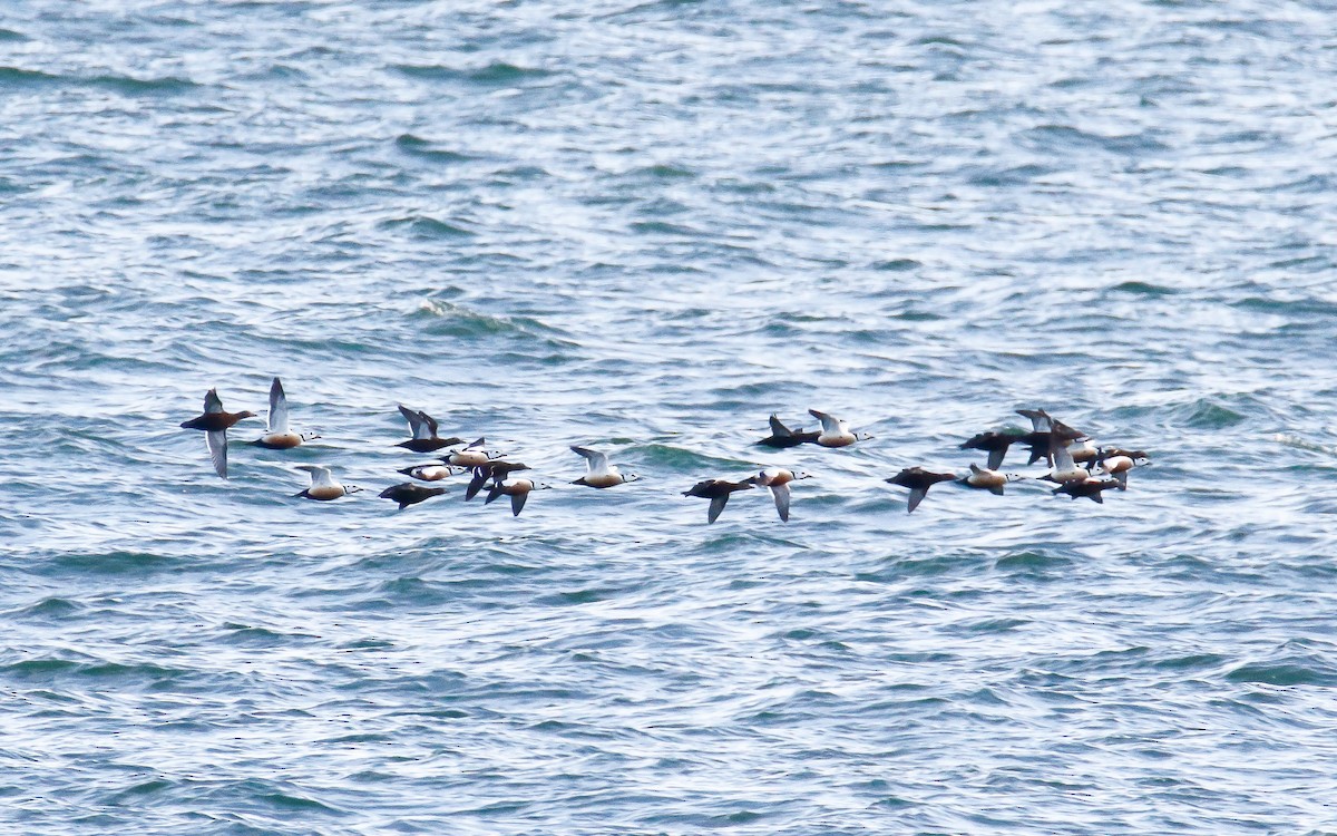 Steller's Eider - ML657081631