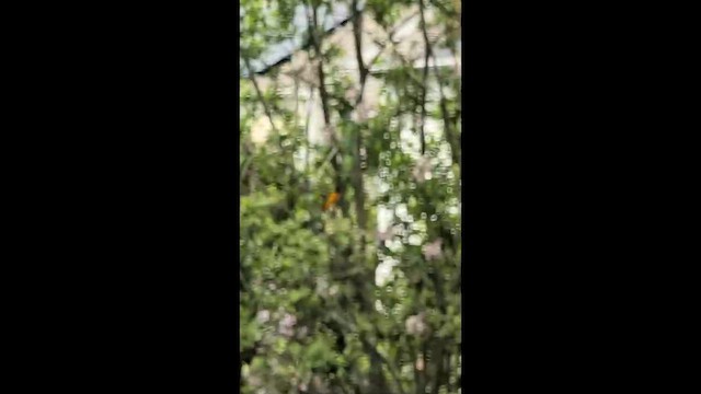 Baltimore Oriole - ML657081947