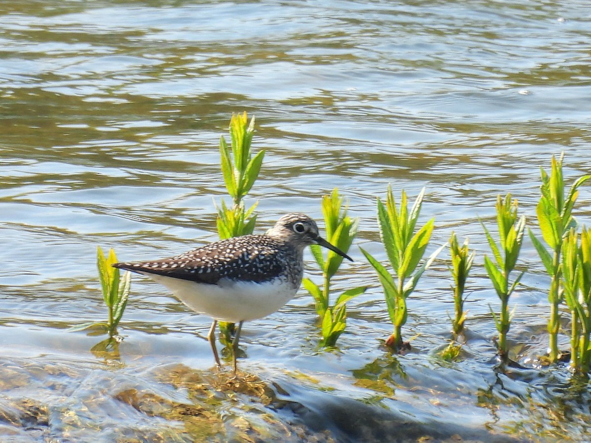 eBird Checklist - 10 May 2026 - Appalachian Trail - Parking Trailhead ...