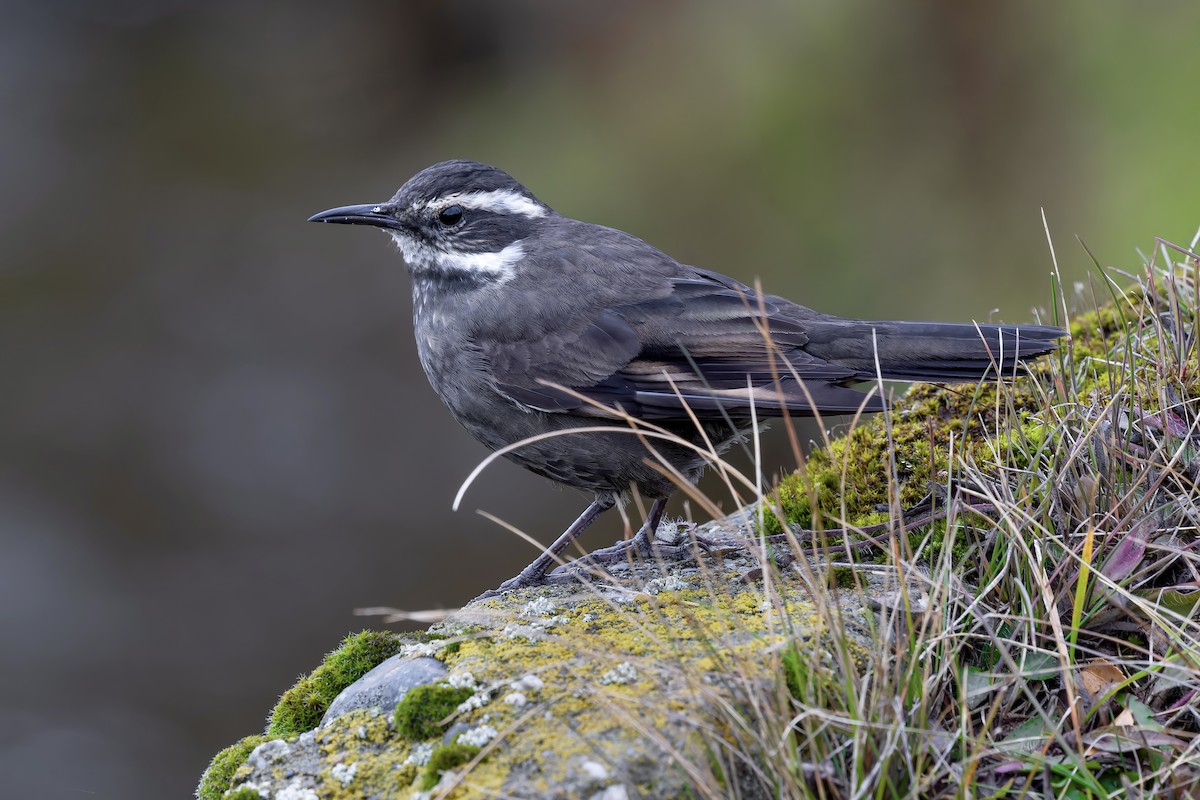 Dark-bellied Cinclodes - ML657082119