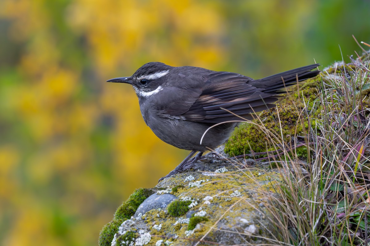 Dark-bellied Cinclodes - ML657082120