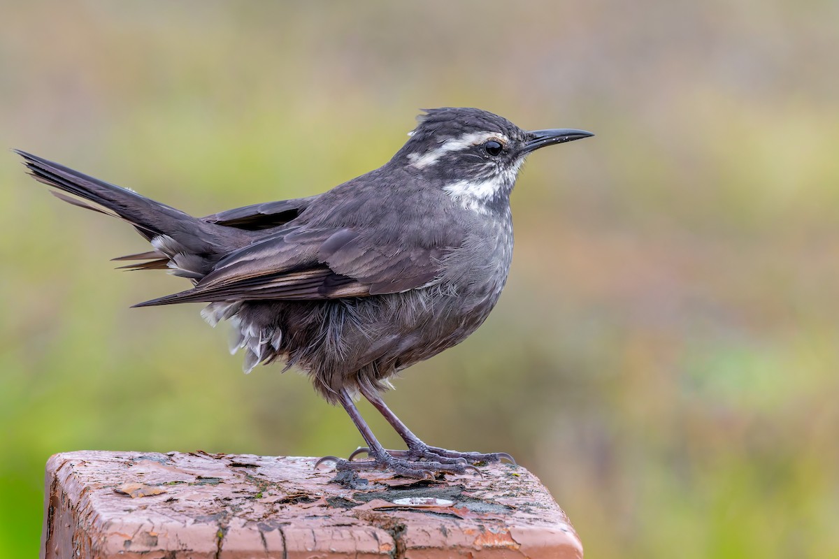 Dark-bellied Cinclodes - ML657082122