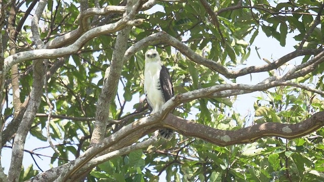 Ornate Hawk-Eagle - ML657082419