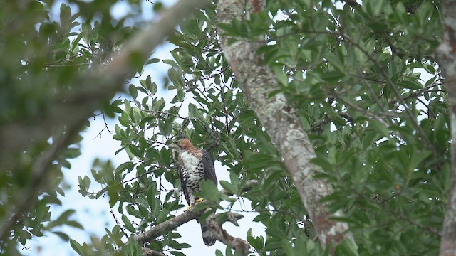 Ornate Hawk-Eagle - ML657082421