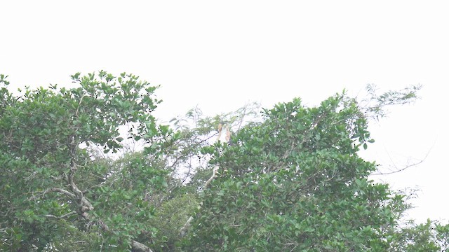 Ornate Hawk-Eagle - ML657082422