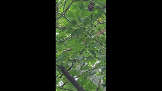 Magnolia Warbler - ML657082517
