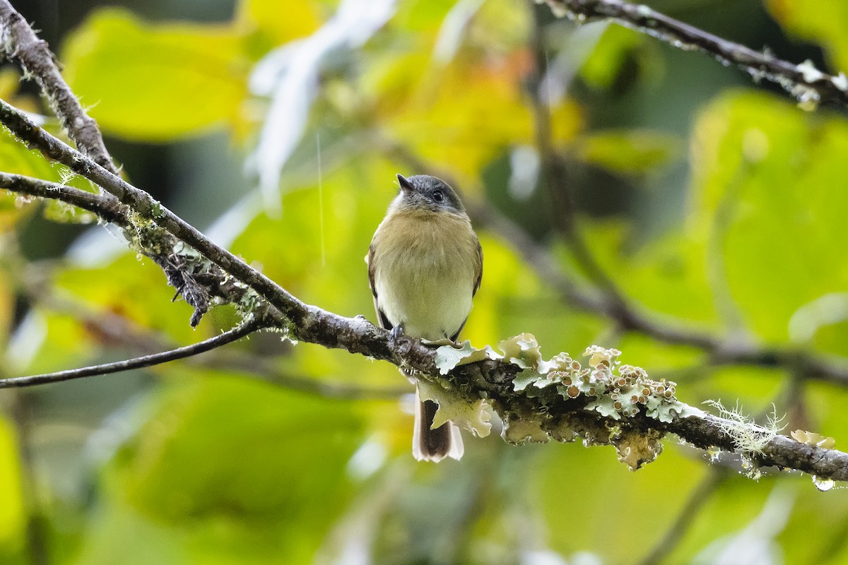 Inca Flycatcher - ML657082526
