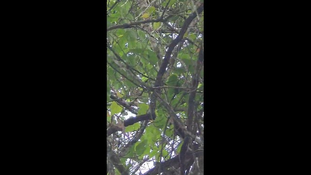 American Redstart - ML657082623