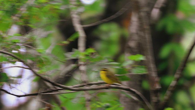 Kentucky Warbler - ML657082627
