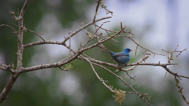 Indigo Bunting - ML657082662