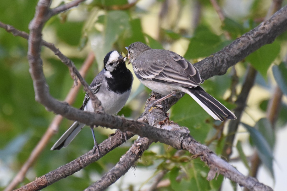 White Wagtail - ML657082746