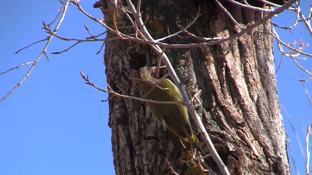 Levaillant's Woodpecker - ML657082759